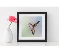 Fernlight Gallery Hummingbird Grace - Canvas Print 20 x 20 inch