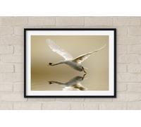 Fernlight Gallery In Flight - Acrylic Print 12 x 16 inch