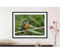 Fernlight Gallery Kingfisher - Acrylic Print 12 x 16 inch