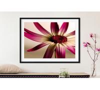 Fernlight Gallery Pericallis - Acrylic Print 20 x 30 inch