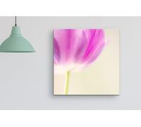Fernlight Gallery Pink Tulip - Framed Print 16 x 16 inch