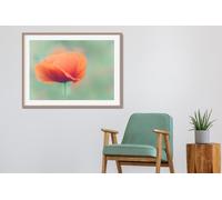 Fernlight Gallery Poppy - Framed Print 16 x 12 inch