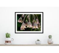 Fernlight Gallery Rain Bells - Framed Print 20 x 16 inch