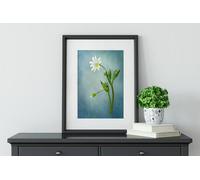 Fernlight Gallery Simply Stitchwort - Acrylic Print 16 x 24 inch