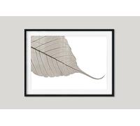 Fernlight Gallery Skeleton Leaf - Framed Print 16 x 12 inch
