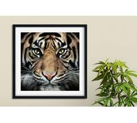 Fernlight Gallery The King - Framed Print 16 x 16 inch
