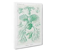 Ferns Vol.2 By Ernst Haeckel Canvas Print | Gallery Wrapped 30mm Frame Wall Art | 30x20 inches | Ready to Hang | Surrealist Picture | Living Room Bedroom Lounge Office