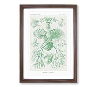 Ferns Vol.2 by Ernst Haeckel Framed Print | A2 Walnut Framed Wall Art | Ready to Hang | Modern Floral Picture | Living Room Bedroom Lounge Office