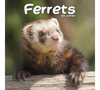 Ferrets 2026 Calendar | Square Wall Calendar | Animal Gift | Plastic Free Packaging | by Avonside Publishing