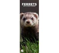 Ferrets 2026 Wall Calendar, 12-Month Slim Format, Made in England