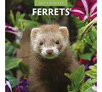Ferrets - 2027 Square Wall Calendar - by Red Robin Publishing