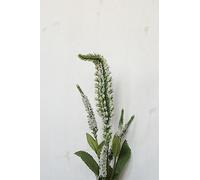 Ferris Heart Slaone Luxury Artificial White Veronica Spray x 7 Heads 72cm tall