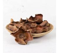 Ferris Heart Sloane Luxury Artificial NEW Dried Palm Cups 10cm per cup