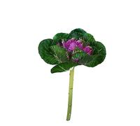 Ferris Heart Sloane Luxury Artificial Ornamental Purple Cabbage Stem 30cm long, ornamental, faux cabbage, floristry