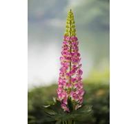 Ferris Heart Sloane Luxury Artificial Pink Lupin Stem 110cm tall, faux lupin, spring flowers, home display