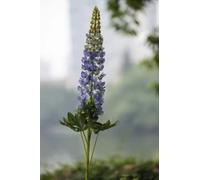 Ferris Heart Sloane Luxury Artificial Purple Lupin Stem 110cm long, Spring Flowers, Faux Flowers