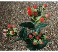 Ferris Heart Sloane Luxury Artificial Vermilion Hypericum Berry Spray 68cm long