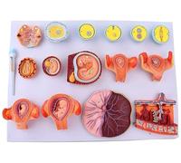Fertilization and Early Embryonic Development Model - Anatomical Human Tissue Embryo Educational Demonstration for Science Learning