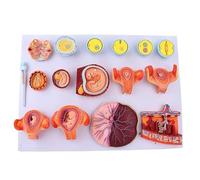 Fertilization And Early Embryonic Development Process Model Scientific Anatomical Human Model Tissue Embryo Educational Demonstration For Medical Educational