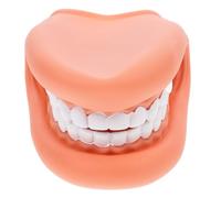 FESTFENDS Interactive Teeth Model for Teaching Practice Human Teeth Dental Model Made of Sturdy Pvc Realistic and Enlarged Suitable for Clinics Education Institutions