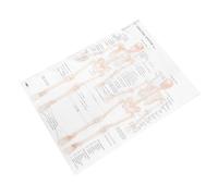 FESTFENDS Skeletal Structure Anatomy Poster for Human Body Study Featuring Bones and Muscular System, Beige Cloth Material Wall Poster for Daily House Decor and Theme Party Decoration