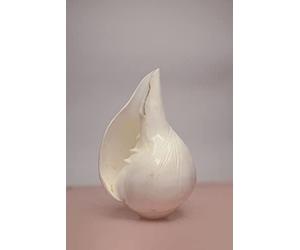 Festival Indian Original Blowing Right Handed Shankh, Conch Shell for Pooja Direct from Jagannath Dham Puri, Odisha by Indian Collectible