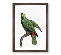 Festive Amazon Parrot by F. Levaillant Framed Print | A2 Walnut Framed Wall Art | Ready to Hang | Modern Animal Picture | Living Room Bedroom Lounge Office