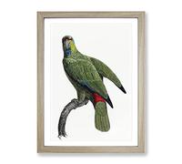 Festive Amazon Parrot By F. Levaillant Vintage Framed Print | A2 Oak Framed Wall Art | Ready to Hang | Classic Animal Picture | Living Room Bedroom Lounge Office