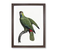 Festive Amazon Parrot By F. Levaillant Vintage Framed Print | A2 Walnut Framed Wall Art | Ready to Hang | Classic Animal Picture | Living Room Bedroom Lounge Office