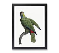 Festive Amazon Parrot By F. Levaillant Vintage Framed Print | A4 Black Framed Wall Art | Ready to Hang | Classic Animal Picture | Living Room Bedroom Lounge Office