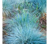 Festuca glauca Intense Blue | Evergreen Garden Grasses | Potted Shrub Plant