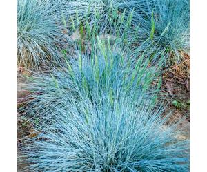 Festuca glauca Intense Blue | Evergreen Garden Grasses | Potted Shrub Plant