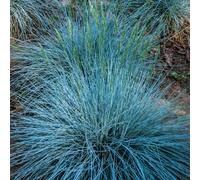 Festuca glauca 'Intense Blue' Fescue Evergreen Hardy Shrub Grass | 9cm Pot