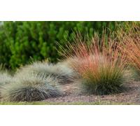 Festuca Sunrise Hardy Perennial Grass: One