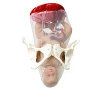 Fetal Delivery Combination Model With Separable Baby And Pelvis Dynamic Childbirth Simulation Tool Female Midwifery Training Model For Gynecology Teaching Pratice