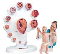 Fetal Development Anatomy Model, Detailed Uterine Embryo Growth Process, for Medical Education and Teaching