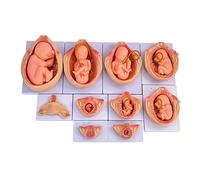 Fetal Development Model 1:1 Life-Size Anatomy For Biology Education, 10Pcs Fetus Growth Process Demonstration & 9 Month Pregnancy Stages Model