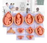 Fetal Development Model, 10 Pcs Removable Pregnancy Anatomy Model for Medical Education, PVC Material, Obstetrics Teaching Tools