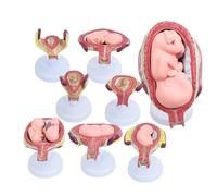 Fetal Development Model - 8Pcs 7 Month Anatomical Pregnancy Embryo Model with Structural Indicator Markings for Medical Education and Teaching
