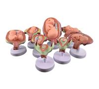 Fetal Development Model, 8PCS Human Embryo Development Model Set, 1:1 Baby Foetus Pregnancy Anatomy, for Medical Teaching Training Research Practice