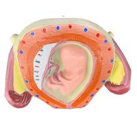 Fetal Development Model, 8PCS Removable Human Anatomical Embryonic Development Nurse Study Human Pregnancy Development Process Model
