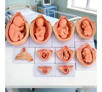 Fetal Development Model, Anatomical Reproductive Model for Education, Nine-Month Embryo Uterine Anatomy, Detachable 10-Piece Set for Medical Study