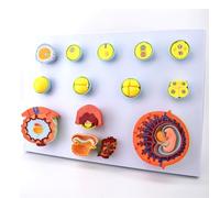Fetal Development Model, Human Fertilization and Early Embryo Development Process Model, Obstetrics Teaching Tools for Study Human Pregnancy
