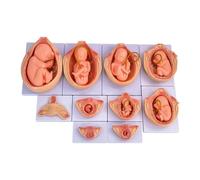 Fetal Development Model | Life-Size 10PCS Pregnancy Embryo Model for Study | 9 Months Fetal Development Process Demonstration