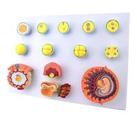 Fetal Development Model, Medical Anatomical Model with Digital Identifier, 13 Components for Teaching Doctor-Patient Communication and Demonstration