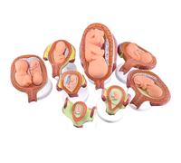 Fetal Development Model Set, 8Pcs Human Embryo Development Model Set,Anatomy Pregnancy Embryo Fetal Development Process Model,Fetal Proces Embryo Model Uterus
