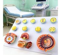 Fetal Development Model with Digital Identifier, Egg Fertilization & Embryonic Anatomy, Medical Teaching Tool for Demonstrating Human Development Process