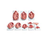Fetal Development Process Model Detailed Fetal Development Model Accurate Vivid for Teachers, Classroom