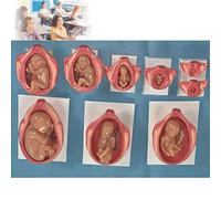 Fetal Growth And Development Process Model - Human Pregnancy Embryo Development Model - Set of 10 Human Embryo/Fetus Fetal Development Model