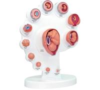 Fetal Growth Cycle Model - 4D Human Anatomy Science Model for Fetal Organ Development and Growth Process